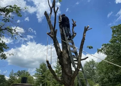 Remarkable Tree Services