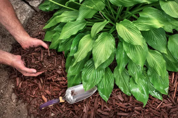 Common Mulching Mistakes And How To Avoid Them Sycamore, IL
