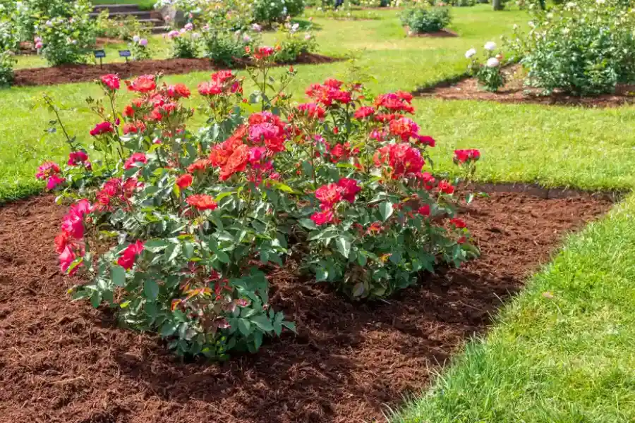 Common Mulching Mistakes And How To Avoid Them in Sycamore, IL