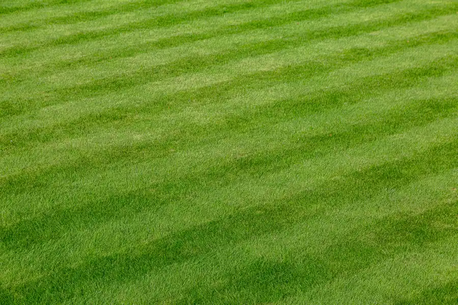 How Lawn Care Services Keep Your Yard Healthy Year-round Sycamore, IL