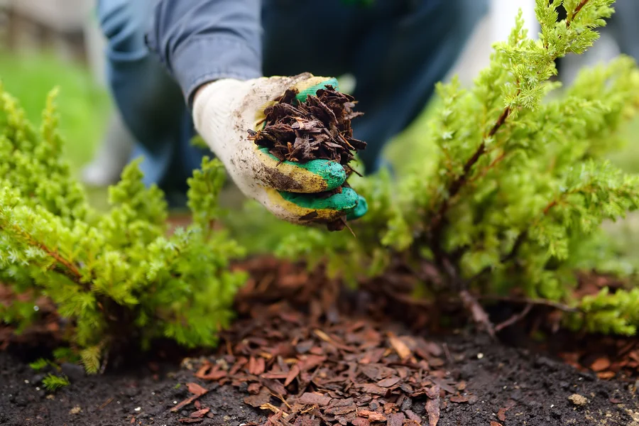 How To Choose The Right Mulch For Your Landscape Needs in Sycamore, IL How To Choose The Right Mulch For Your Landscape Needs in Sycamore, IL