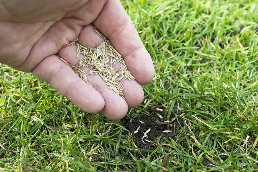 The Role Of Seeding In Repairing Bare Or Patchy Lawns Sycamore, IL