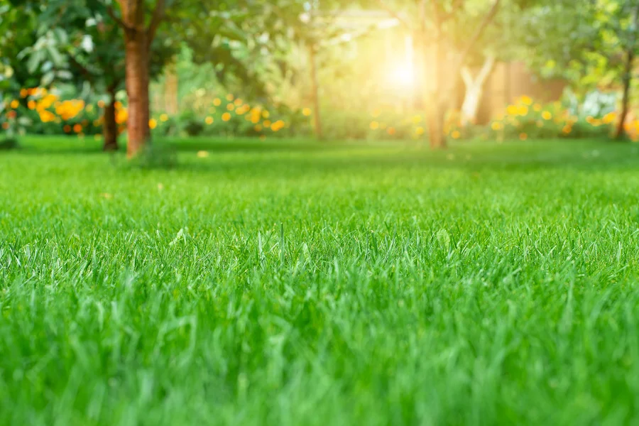 What To Expect From Professional Lawn Care Services Sycamore, IL What To Expect From Professional Lawn Care Services Sycamore, IL